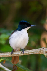 Shining Flycatcher in Queensland Australia