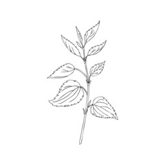 Nettle wild field flower isolated on white background botanical hand drawn sketch vector doodle line art illustration Urtica dioica for design package tea, cosmetic, natural medicine, greeting card