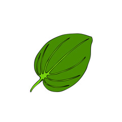 Great plantain, Plantago major medicinal wild field plant isolated on white background, hand drawn vector doodle colorful illustration green leaf for design package tea, cosmetics, natural medicine