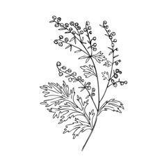 Artemisia absinthium, wormwood hand drawn vector ink line art isolated on white, Also called absinthium absinthe wormwood, Common Wormwood herb, Absinthe plant, Doodle Healing for design alcohol