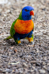 Rainbow Lorikeet in Queensland Australia