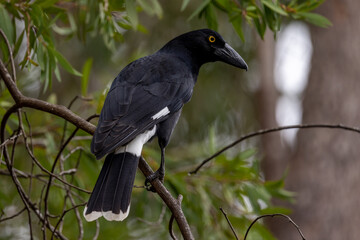 Pied Currawong in Queensland Australia