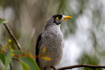Noisy Miner in Queensland Australia