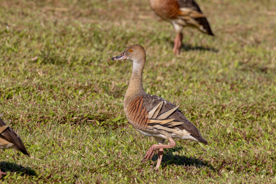 Plumer Whistling Duck in Queensland Australia
