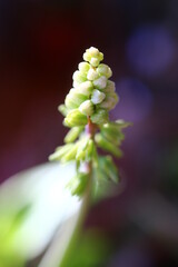 Scilla marmorata Drimiopsis maculata succulent flower