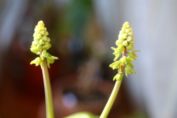 Scilla marmorata Drimiopsis maculata succulent flower