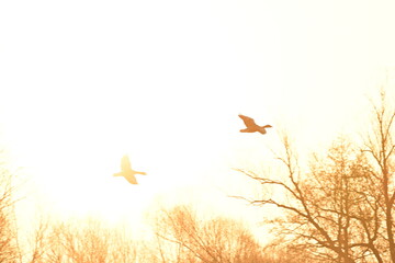 Zwei Graugänse fliegen durch den Sonnenaufgang, Vogelschutzgebiet NSG Garstadt bei Heidenfeld,...