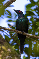 Metallic Starling in Queensland Australia