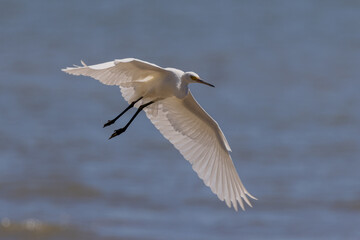 Little Egret in Queensland Australia