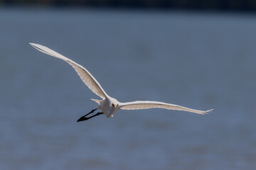Little Egret in Queensland Australia
