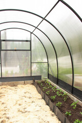 Greenhouse for planting vegetable crops in protected ground.