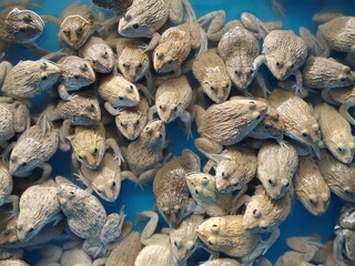 Top view of many fogs in water with blue tank background.