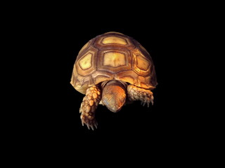 Close-up front of an African spurred tortoise turtle isolated on black background.