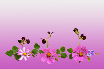 pink flowers cosmos arrangement flat lay postcard style on background pink