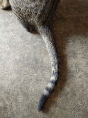 Close-up top view of cat's tail on cement ground texture background.
