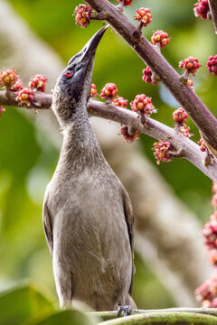 Helmeted Friarbird In Queensland Australia