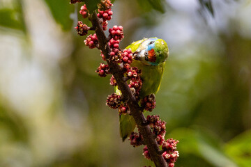 Double-eyed Fig Parrot in Queensland Australia