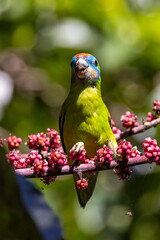 Double-eyed Fig Parrot in Queensland Australia