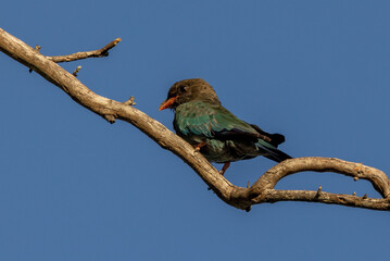 Dollarbird in Queensland Australia