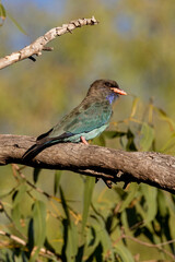 Dollarbird in Queensland Australia