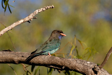 Dollarbird in Queensland Australia