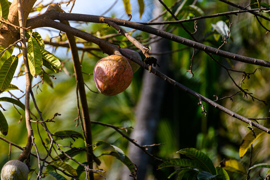 Custard Apple or Ramphal (Annona reticulata) on a tree surrounded by green leaves