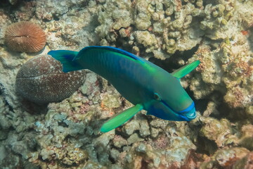 view underwater of a Parrot fish (Parrotfish) diving in deep sea with corals blurred background.