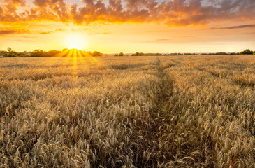 Fototapeta na wymiar Wheaten golden field wirh path during sunset or sunrise with nice wheat and sun rays, beautiful sky and road, rows leading far away, valley landscape