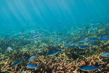 Fototapeta na wymiar view underwater of many tiger barb fishes or Sumatra barb fishes and tunas (Thunnus) diving in deep sea around with many broken coral and reef with sun-ray and blue-green sea background.