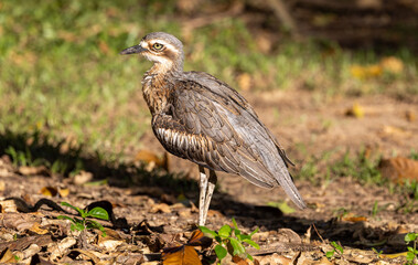 Bush Stone Curlew in Queensland Australia