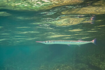Fototapeta premium view underwater of a halfbeaks fish (spipe fish or spipefish) diveing in deep sea with blue-green sea background.