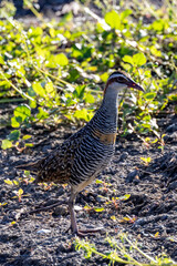 Buff-banded Rail in Queensland Australia
