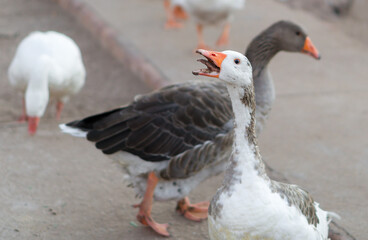 Goose with mouth open, in front of other geese