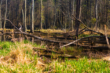 Fototapeta na wymiar dead trees in the swamp