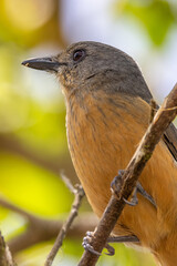 Bower's Shrike Thrush in Queensland Australia