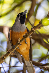 Black-faced Monarch in Queensland Australia