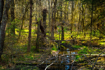 Forest stream