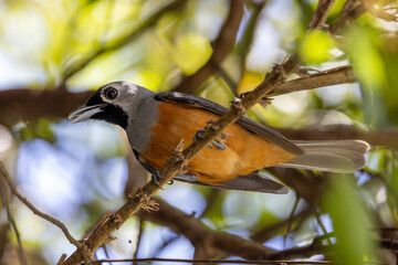 Black-faced Monarch in Queensland Australia