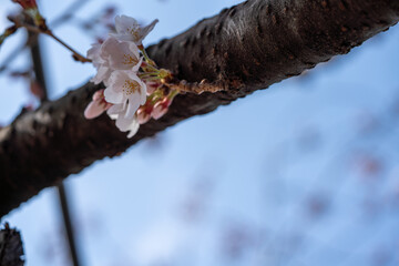 Many kind of Sakura - Cherry Blossom- start blooming in the city center of Tokyo