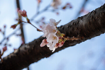 Many kind of Sakura - Cherry Blossom- start blooming in the city center of Tokyo