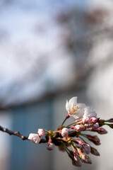Many kind of Sakura - Cherry Blossom- start blooming in the city center of Tokyo