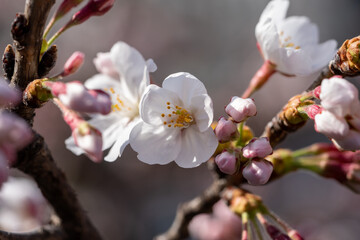 Many kind of Sakura - Cherry Blossom- start blooming in the city center of Tokyo