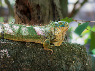 lizard on a tree, Iguana