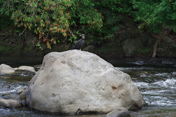 This image shows a boulder in a river in the Chiriqui province of Panama. A black vulture is seen standing on the boulder.