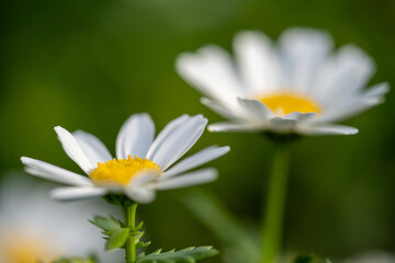 Daisy flower in Spring time of Tokyo