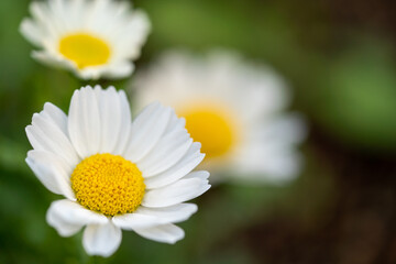 Fototapeta premium Daisy flower in Spring time of Tokyo