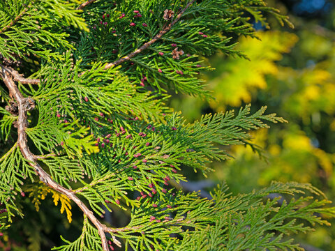 Männliche Blütenzapfen der Scheinzypresse, Lawsons Scheinzypresse