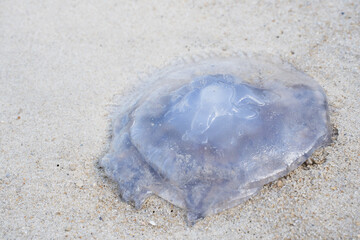 Closeup of Sea Moon jellyfish on beach white sand background.