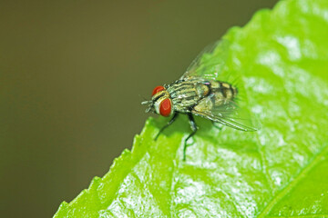 A fly insect on green leaf