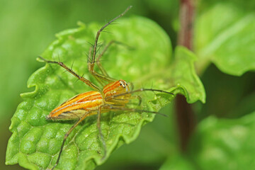 A link spider on green leaf
